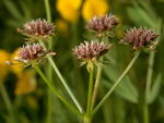 چوب پنبه ای